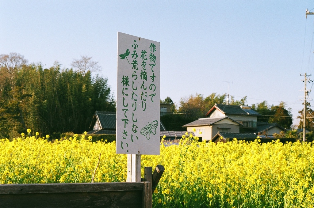 菜の花は作物です。