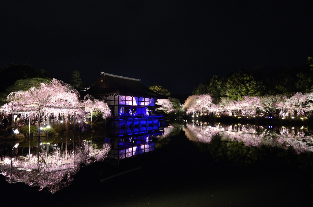 京都　平安神宮　　紅しだれコンサート　２０１１