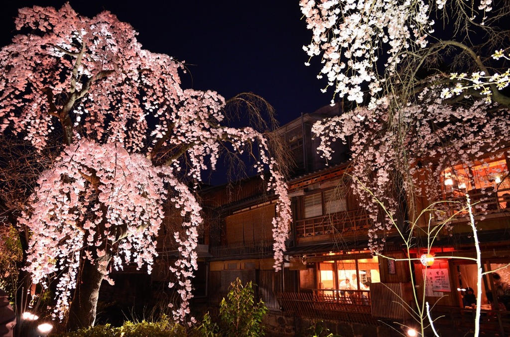 京都祇園　白川　桜