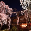 京都祇園　白川　桜