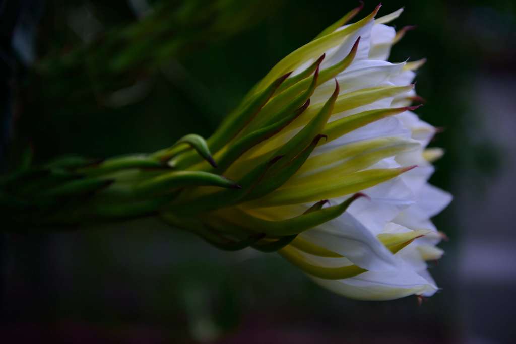 dragon fruits flower