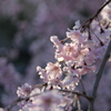 サクラ2012