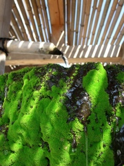 緑の石臼