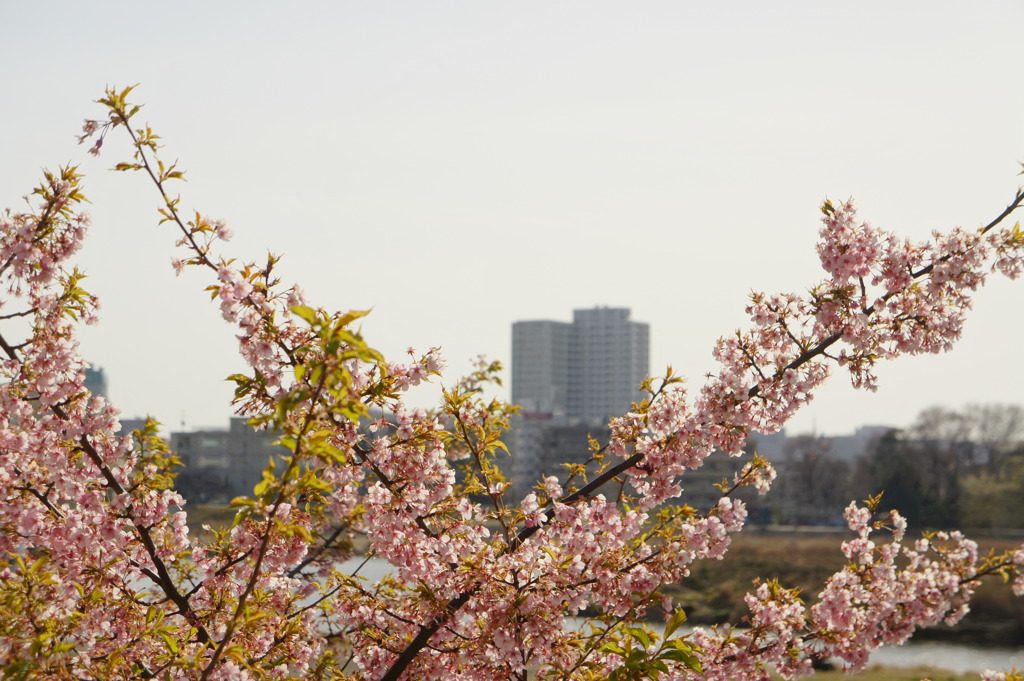 春はもうすぐ…