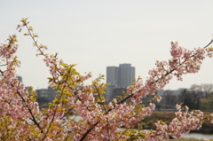 春はもうすぐ…