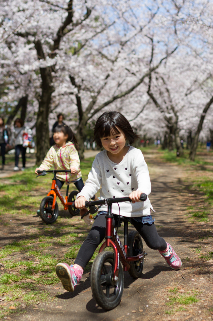 ダッシュ桜並木道