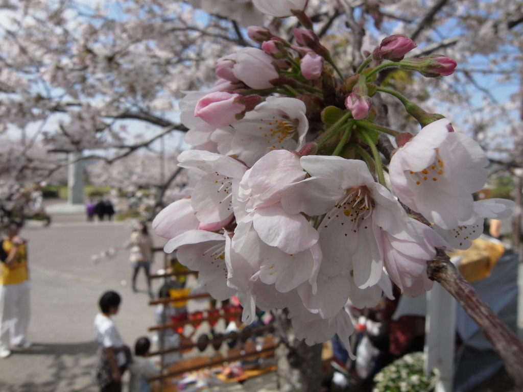 桜まつり