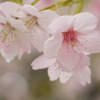ふんわり桜。