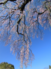 伊勢桜0004