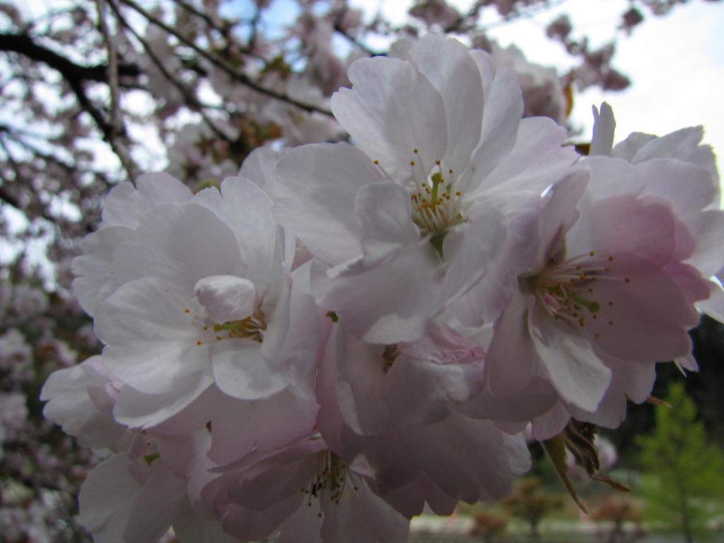 sakura016