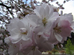 sakura016