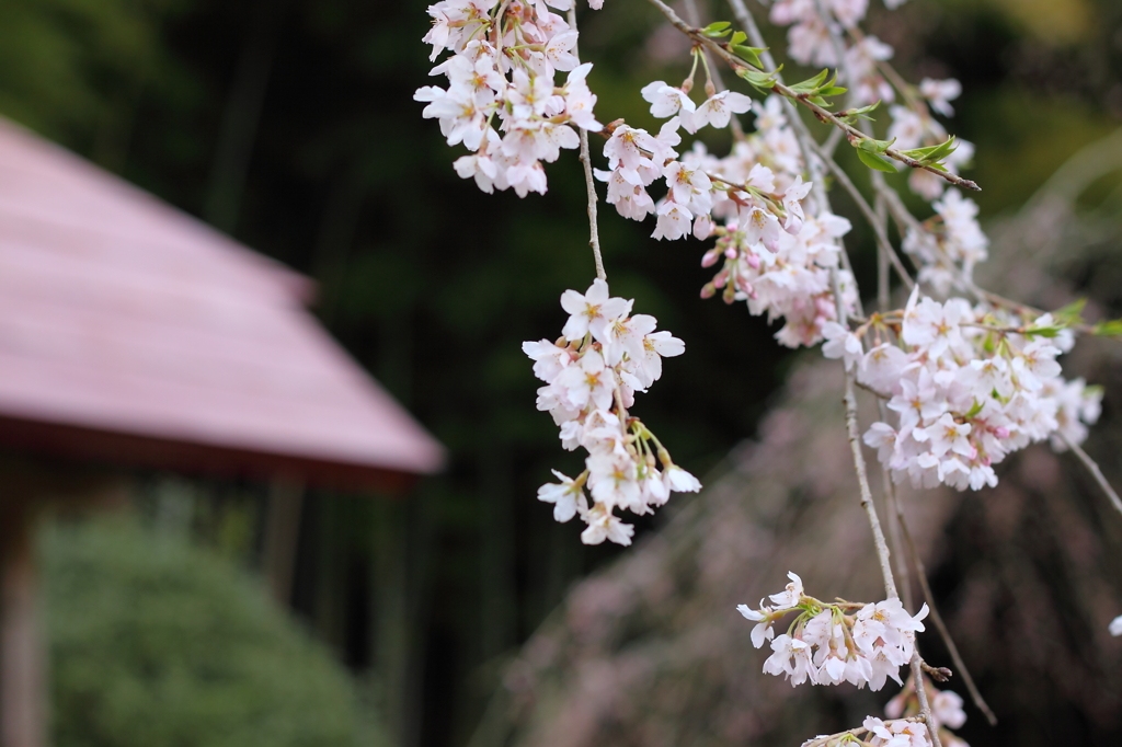 雪村庵の桜
