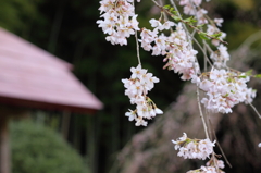 雪村庵の桜