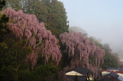 福聚寺の桜0003