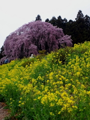 sakura0003