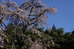 雪村桜0003