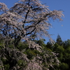 雪村桜0003