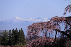 紅枝垂地蔵桜0001