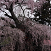 薬師桜0001