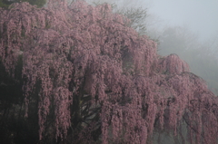 福聚寺の桜0002