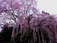 sakura0005