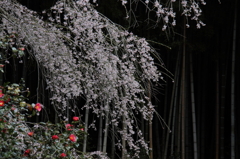 sakura002