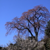 忠七桜0003