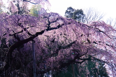 紅枝垂地蔵桜0004