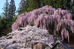 福聚寺の桜0006