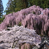 福聚寺の桜0006