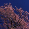 上石の不動桜0007