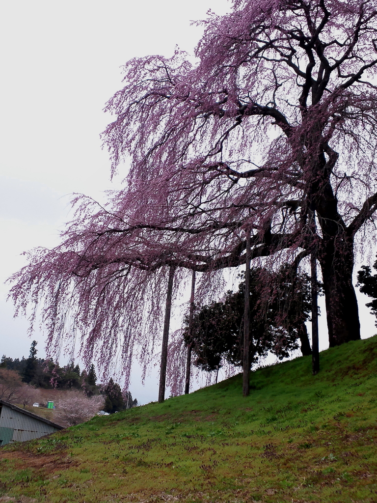 sakura0001