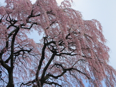 芹ケ沢の桜0004