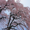 芹ケ沢の桜0004