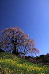 上石の不動桜0002