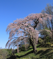 伊勢桜0001