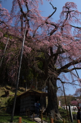sakura011