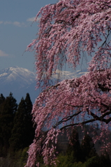 sakura014