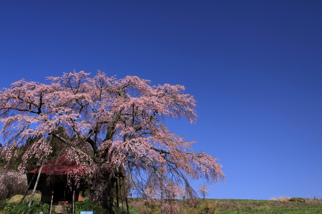 上石の不動桜0001