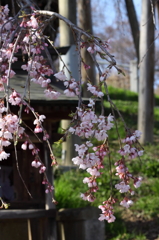 滝桜