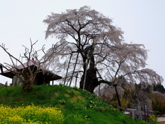 sakura0008