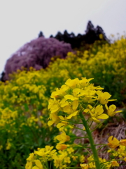 sakura0004