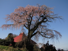 山田の天王桜0001