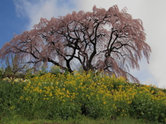 芹ケ沢の桜0003