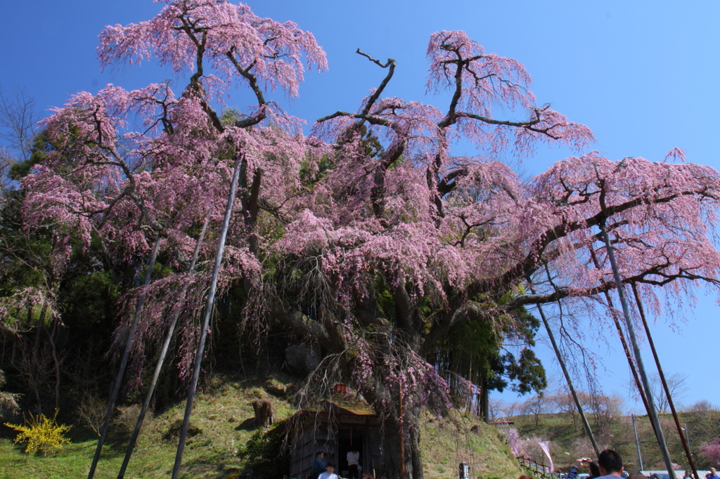 sakura010