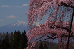 sakura013