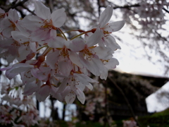 sakura0009