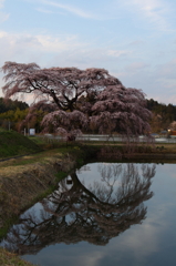 sakura006