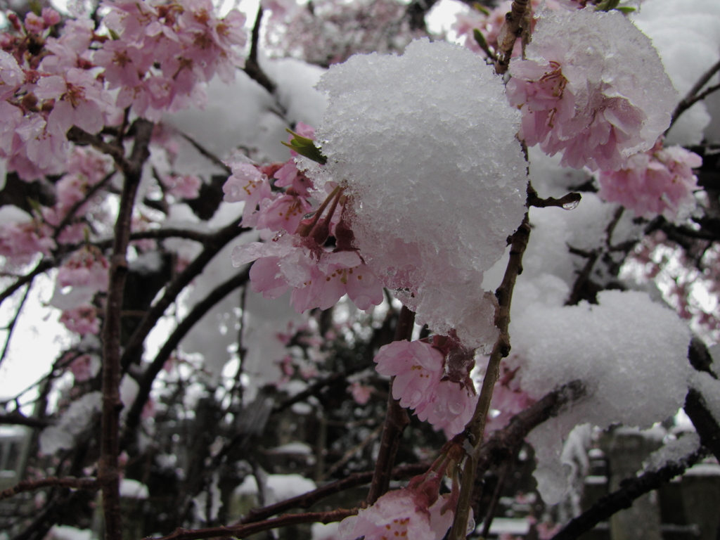 sakura008