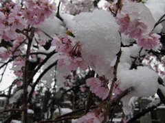 sakura008
